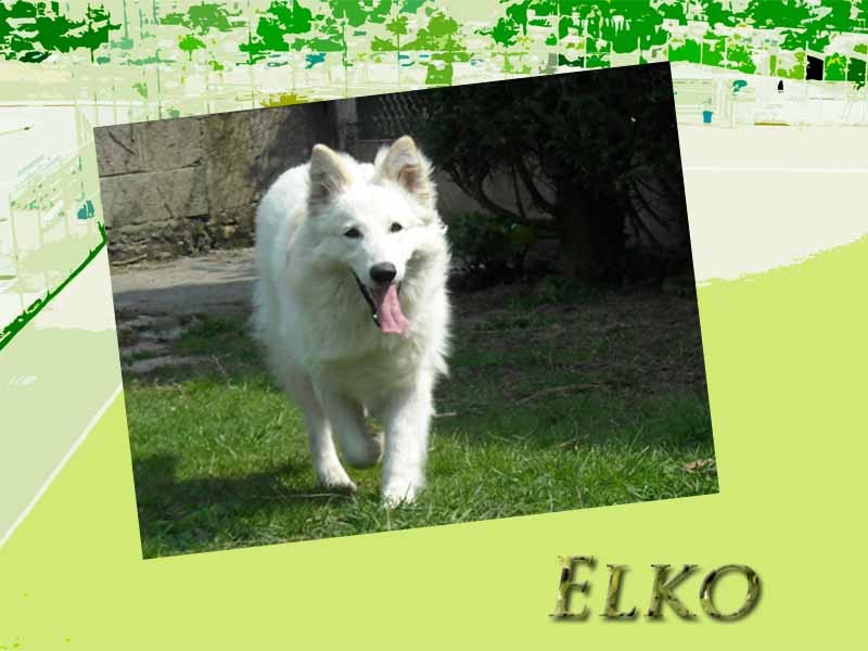 elko0410mod2.jpg