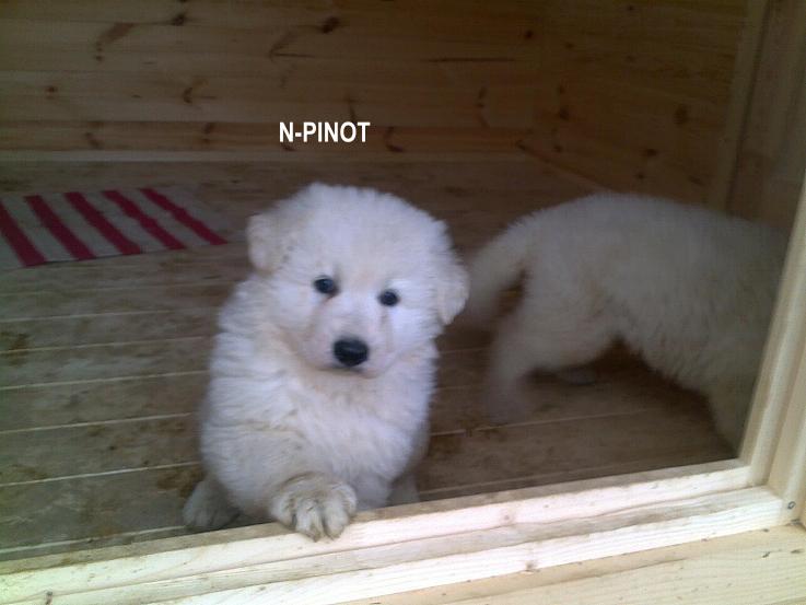 n_litter_ultime2